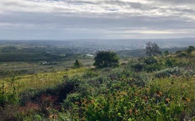 Mountain Drive and Dassie Krans