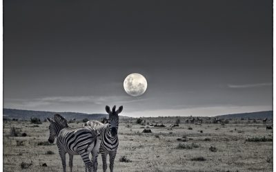 Zebras by moonlight