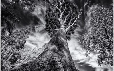 The Dragon Trees of the Botanic Gardens