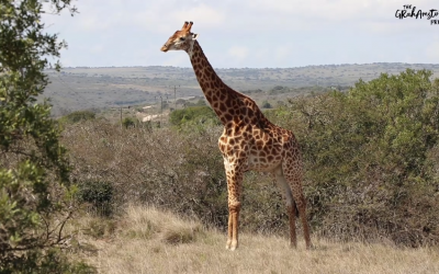 Amakhala Game Drive