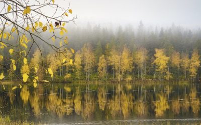 Autumn Reflections