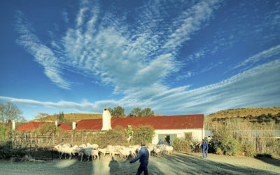 Herding sheep for shearing at Ganora